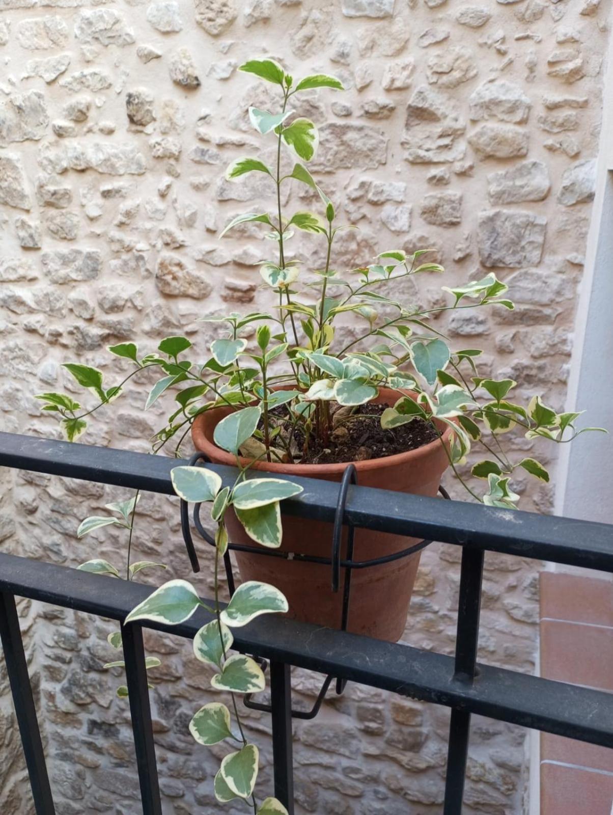 L'esgorfa D'arnes * Arnes